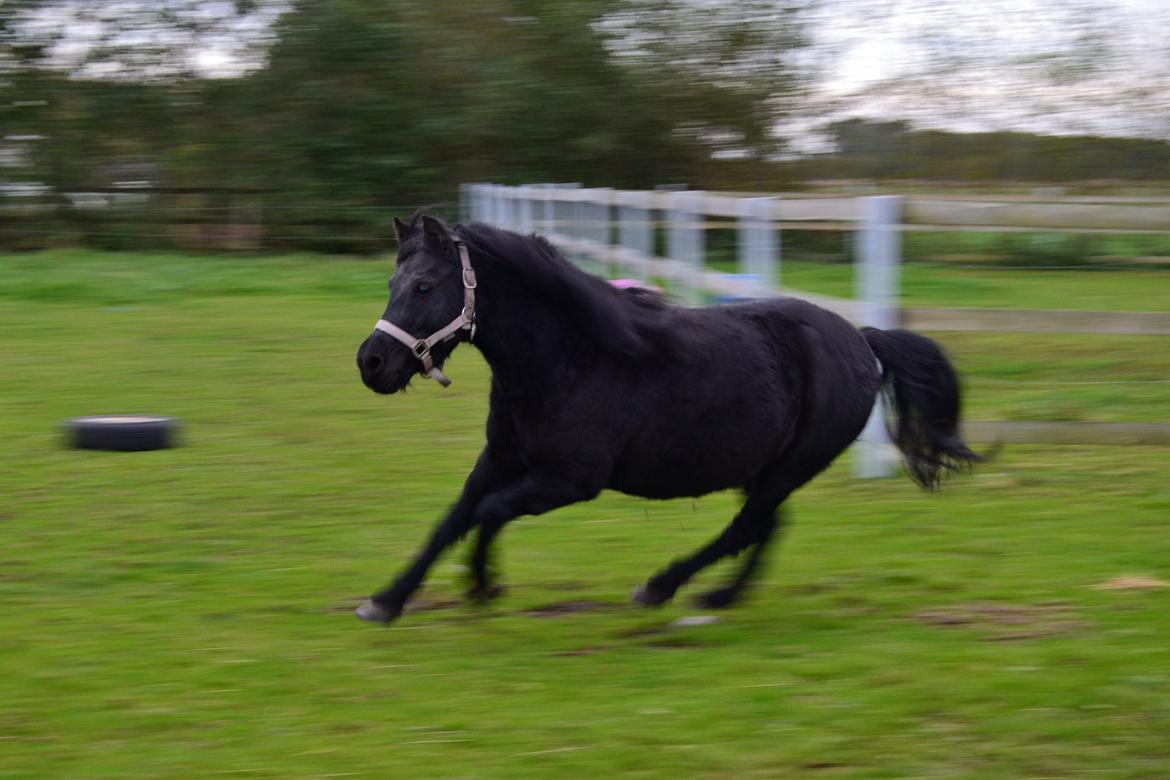 DSP Beauty - Foto: Mig billede 31