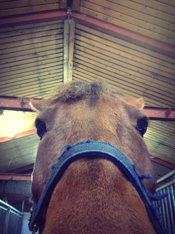 Svensk Sportspony  Sparkle (gnistre på Engelsk) - Haha, vi fjollede i stalden! billede 13