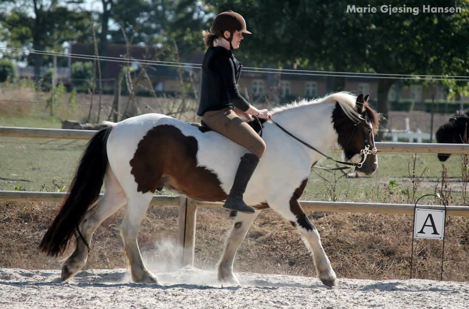 Irish Cob Crossbreed Palle - Efterskole med Emma 13/14 billede 20