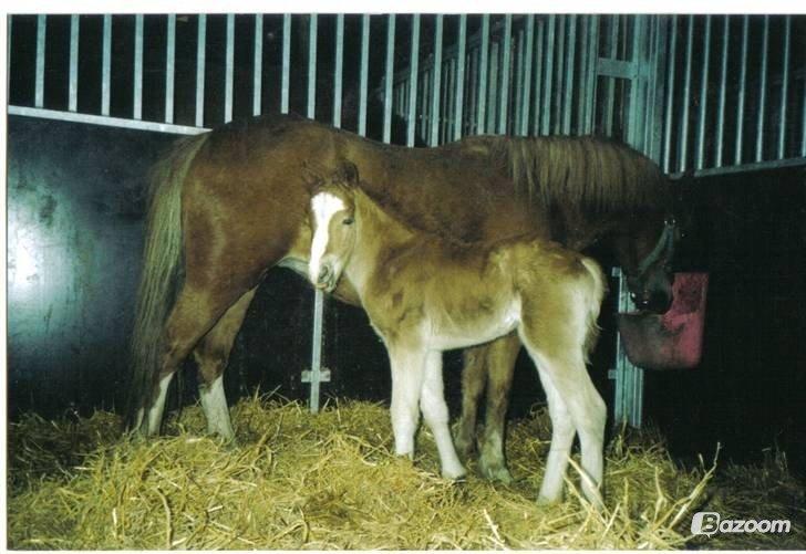 Welsh Pony af Cob-type (sec C) Pinell Nyberg<3 billede 13