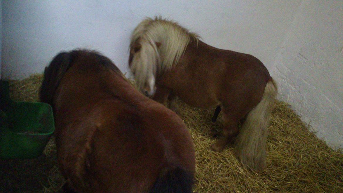 Shetlænder Vestbjergs Thomas (Bårdjer) - Vi kan sagtens dele vores hø :-) billede 12