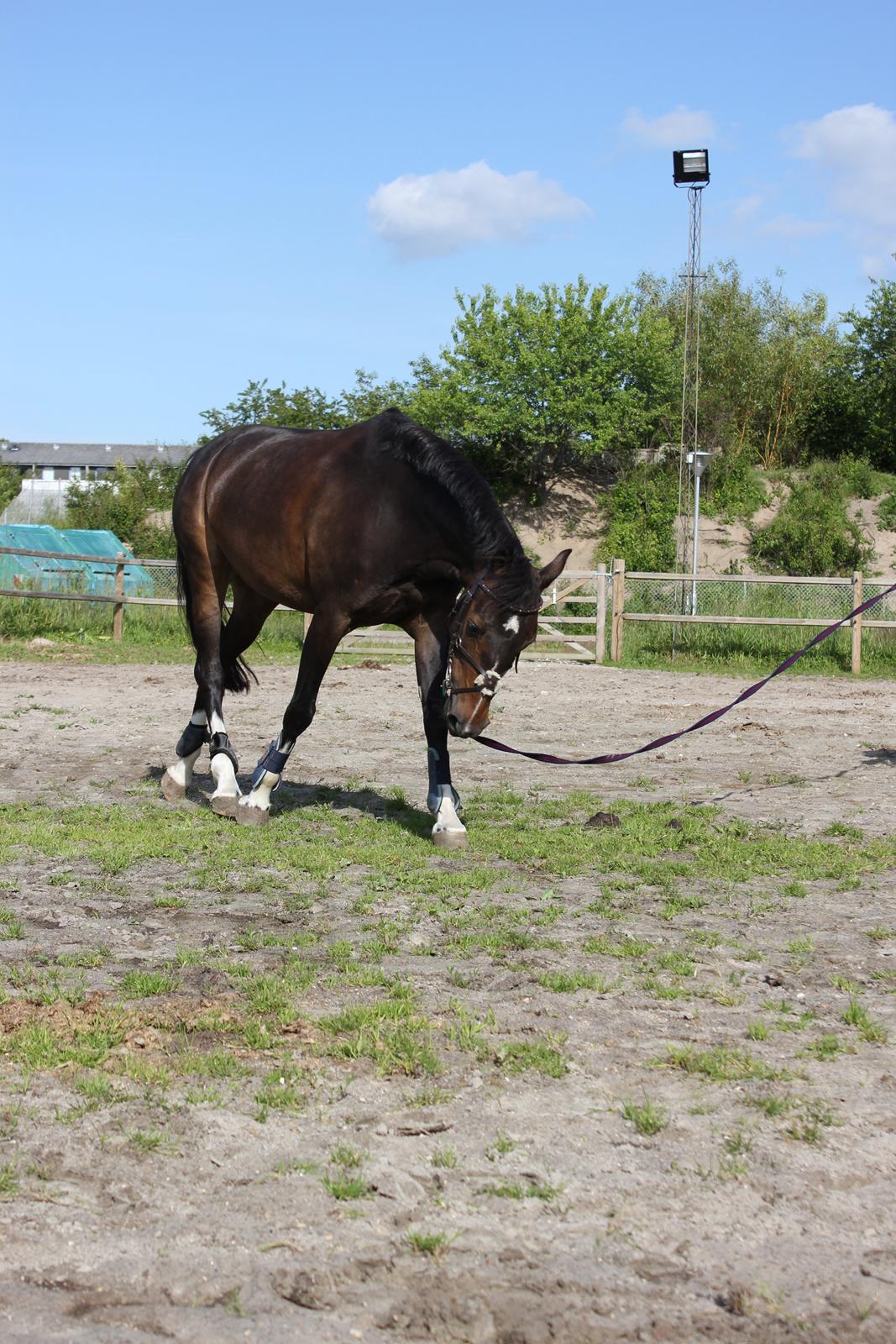 Hollandsk Sportspony Mistery Girl - Et dejligt billede af noget vellykket longe-arbejde fra sommeren 2012! billede 7