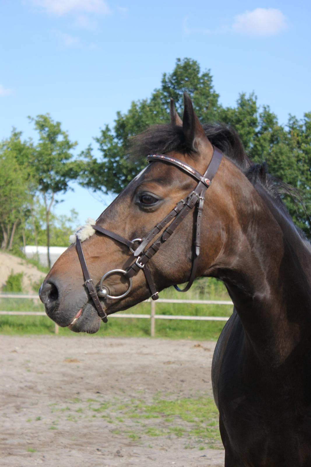 Hollandsk Sportspony Mistery Girl - Min smukke pige på en af vores maaange dejilge sommer-dage!  billede 2