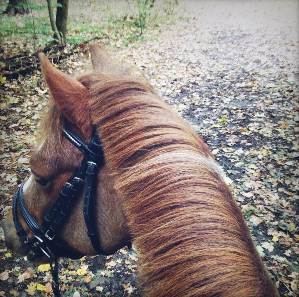 Welsh Pony af Cob-type (sec C) Pinell Nyberg<3 - Efterår 2013 billede 17