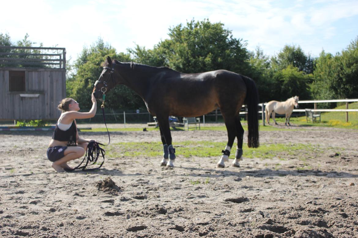 Hollandsk Sportspony Mistery Girl - Ingen som dig. billede 11