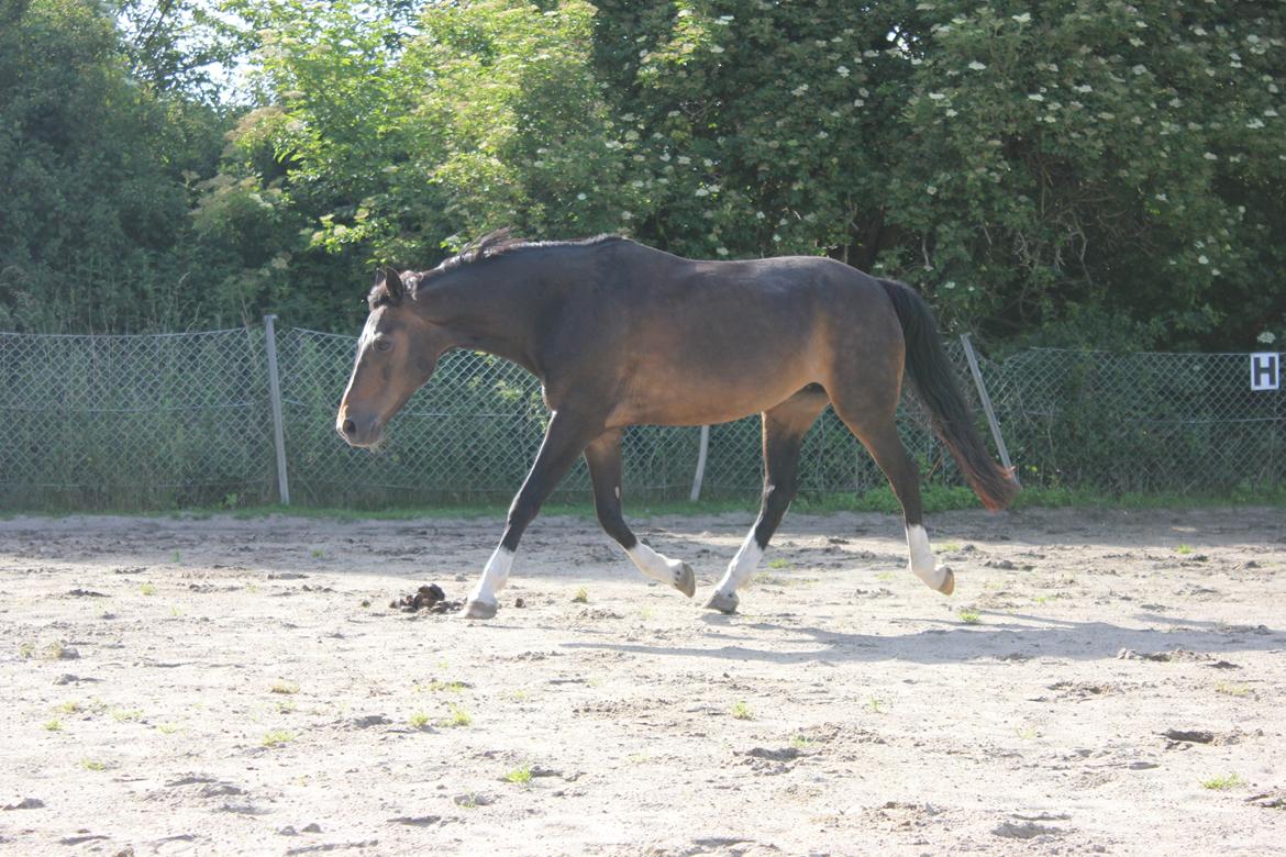 Hollandsk Sportspony Mistery Girl - strækker lige benene lidt på banen.  billede 17