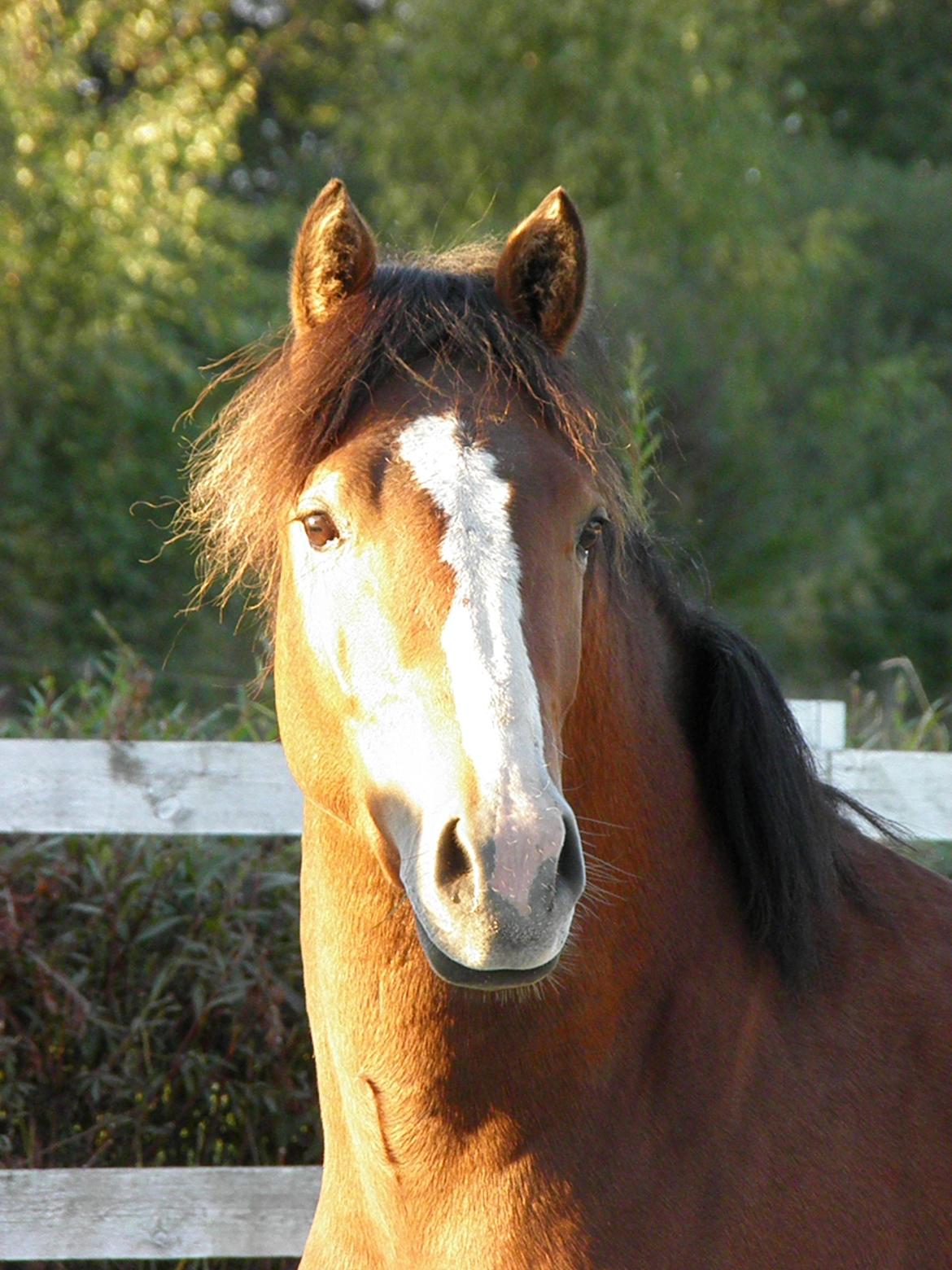 DSP Fredbo´s Rondo Royal<3 - Oktober 2013 billede 3