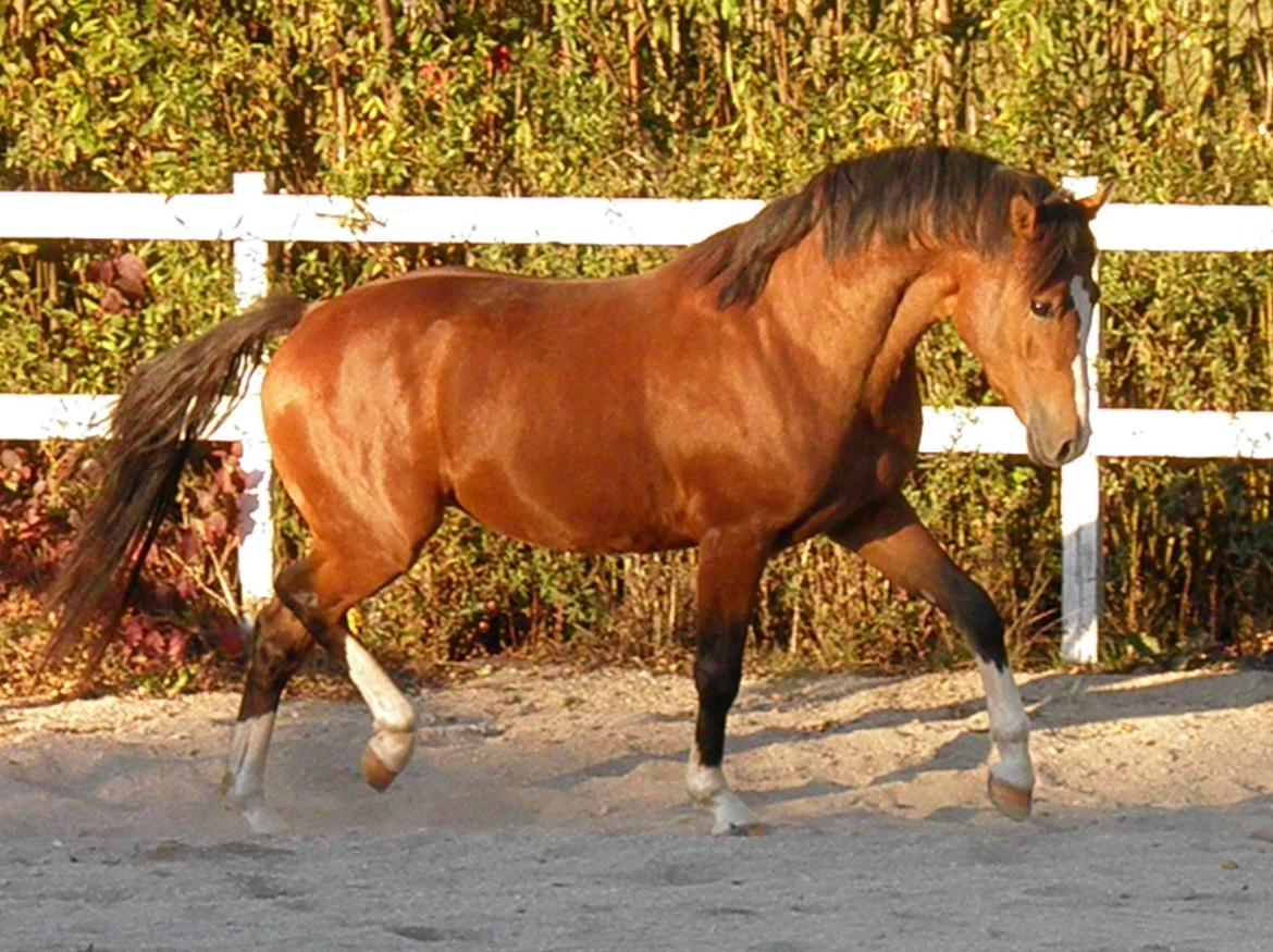 DSP Fredbo´s Rondo Royal<3 billede 7