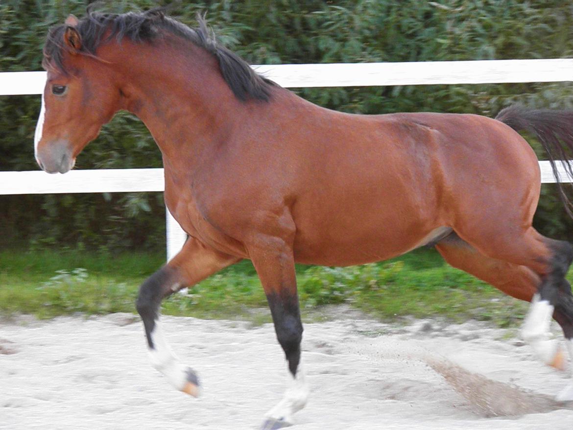 DSP Fredbo´s Rondo Royal<3 billede 8