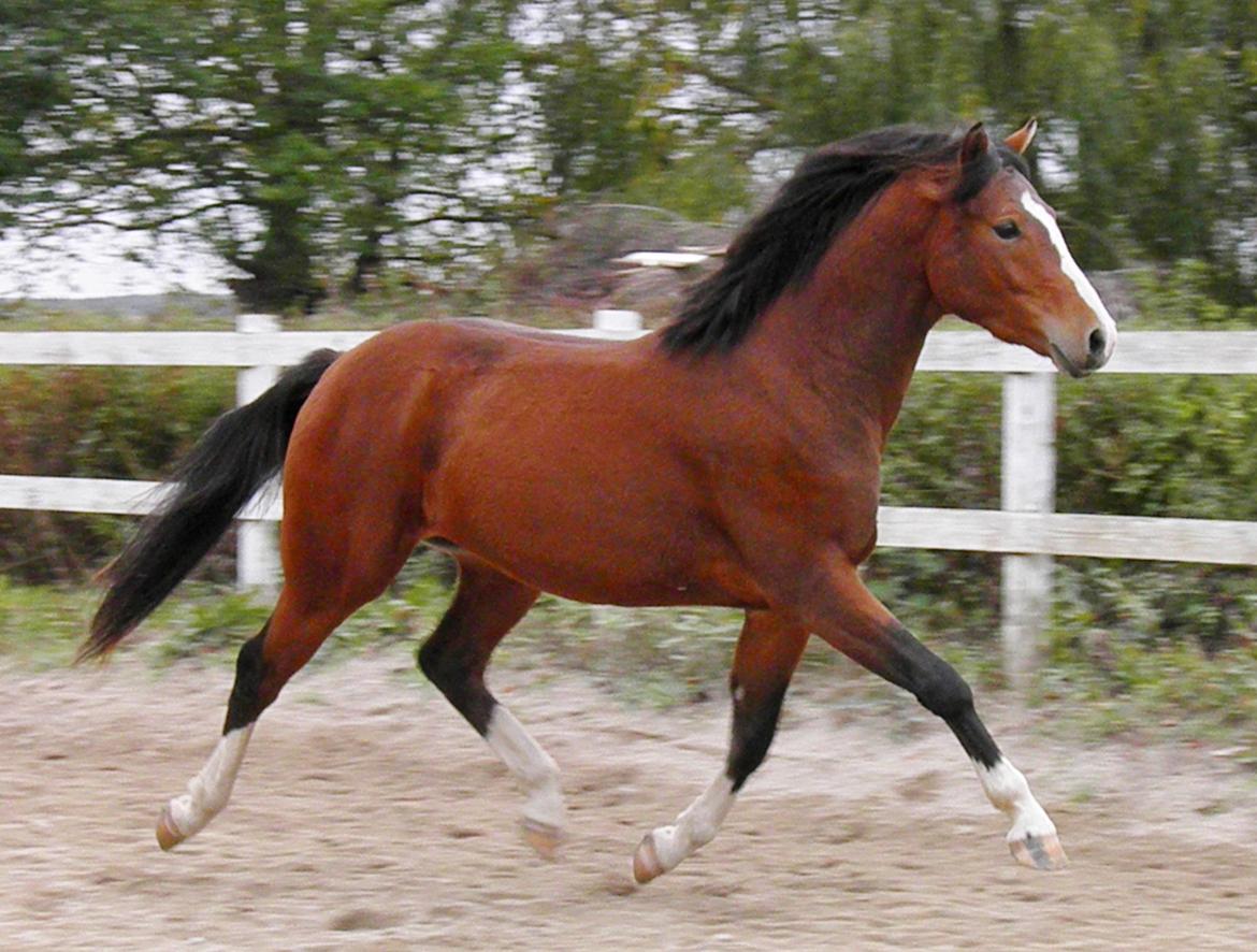 DSP Fredbo´s Rondo Royal<3 billede 9