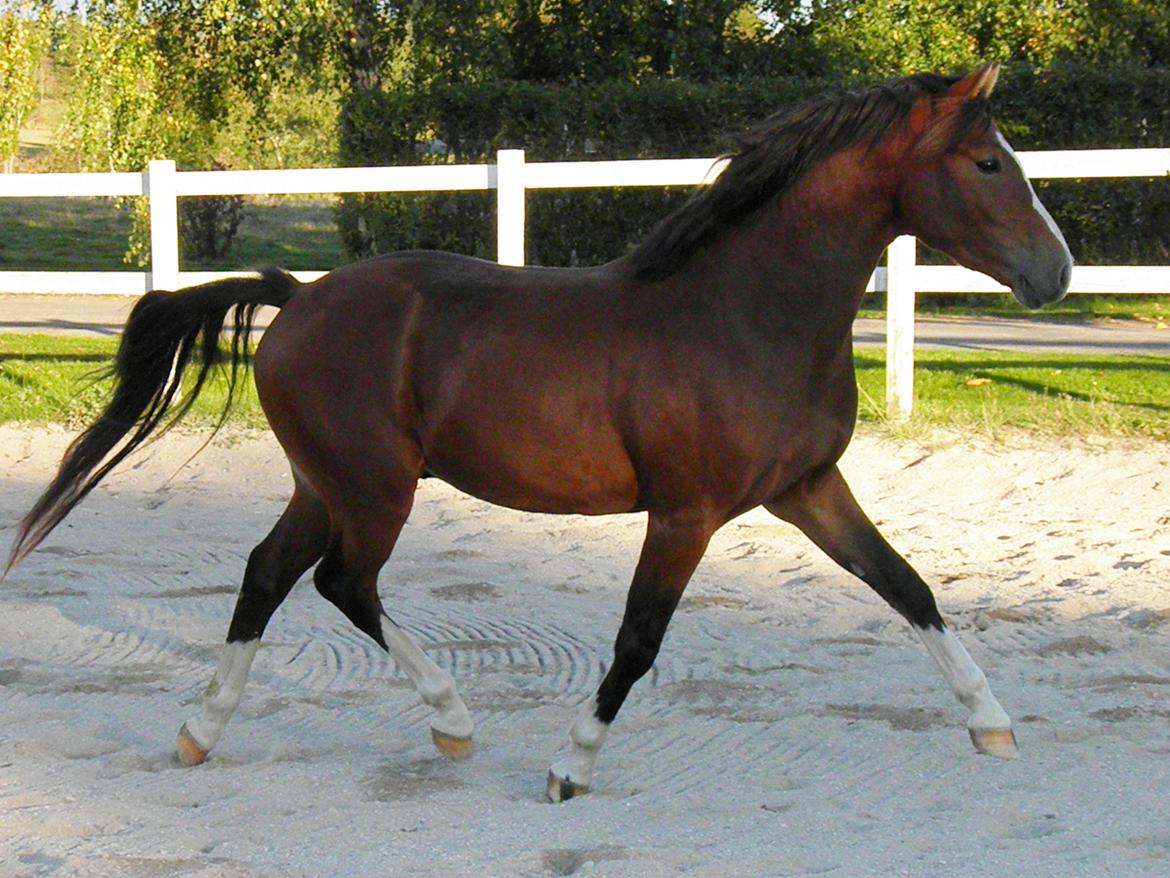 DSP Fredbo´s Rondo Royal<3 billede 10