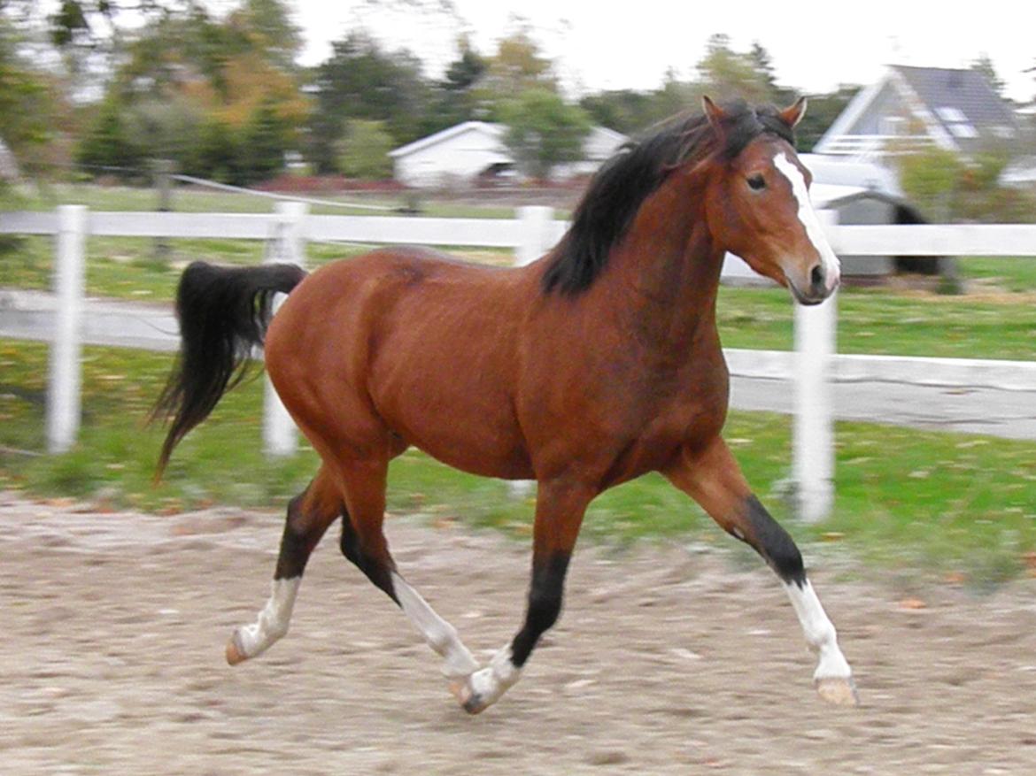 DSP Fredbo´s Rondo Royal<3 billede 11