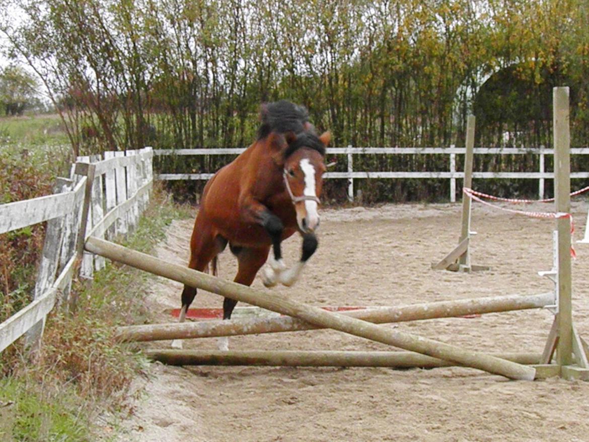 DSP Fredbo´s Rondo Royal<3 billede 12