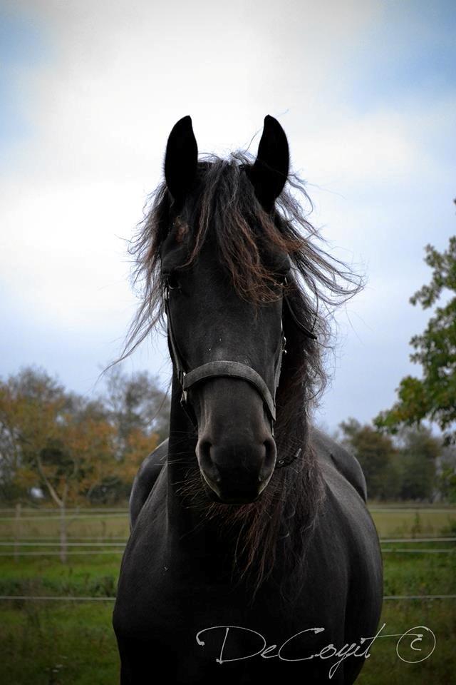 Frieser Doutzen . - Dårlig hårdag :-) . billede 9