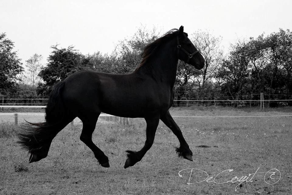 Frieser Doutzen . billede 10