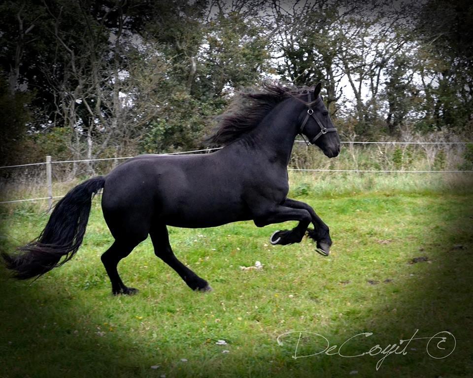 Frieser Doutzen . billede 11