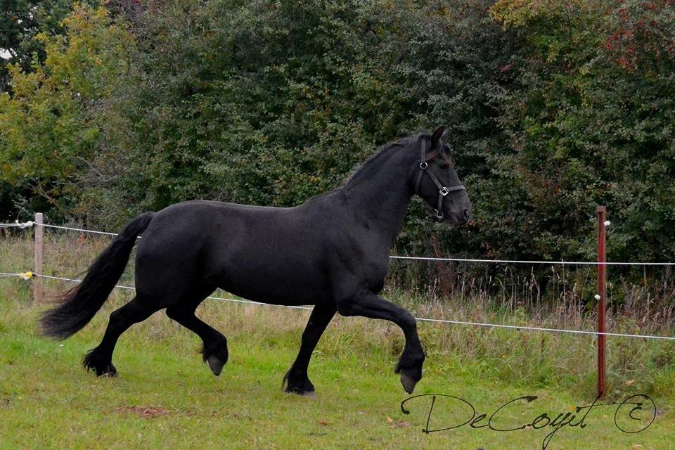 Frieser Doutzen . billede 12