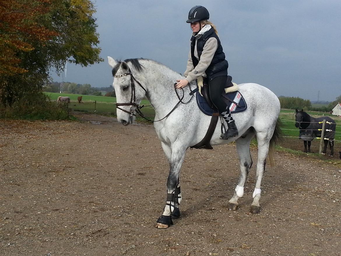 Dansk Varmblod Carneval Fever - søde Carneval! billede 1