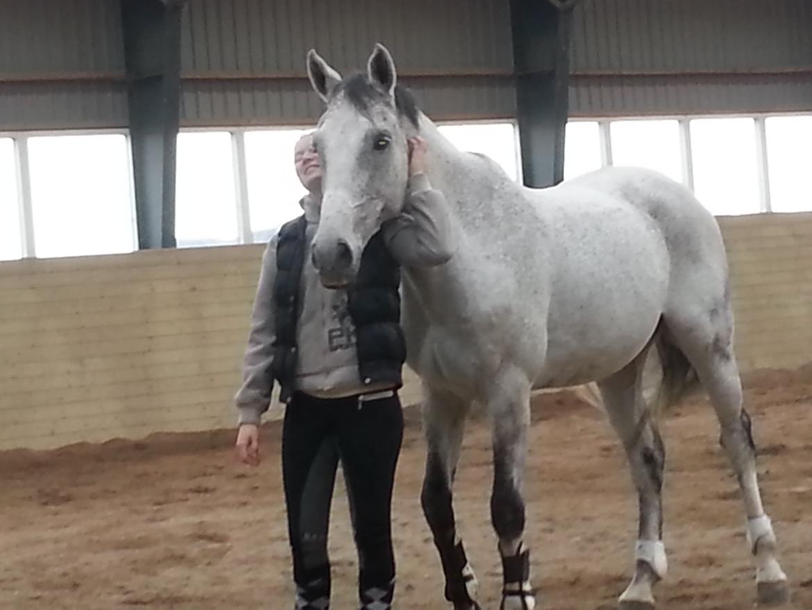 Dansk Varmblod Carneval Fever billede 3