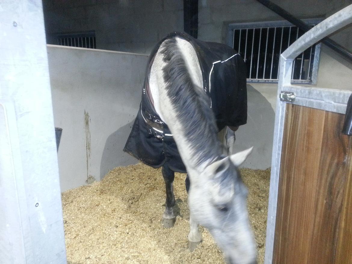 Dansk Varmblod Carneval Fever billede 4