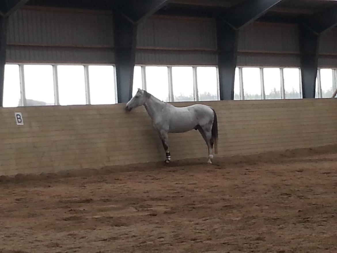 Dansk Varmblod Carneval Fever billede 5