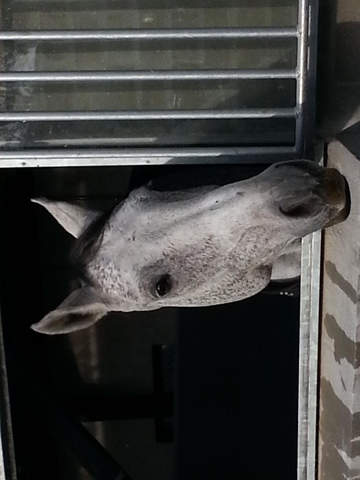 Dansk Varmblod Carneval Fever billede 6