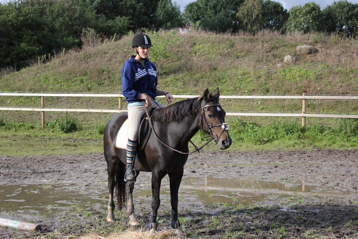 Hollandsk Sportspony Mistery Girl - En dag på banen. billede 19