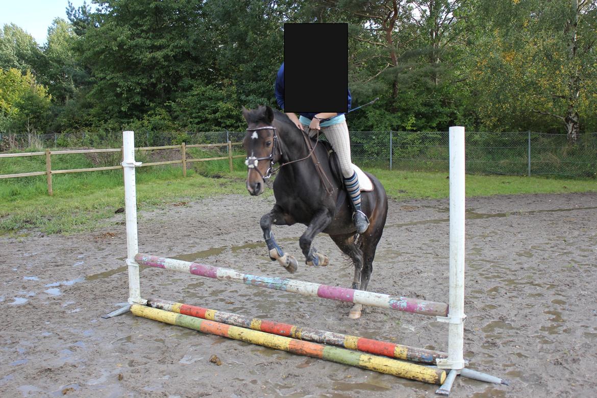 Hollandsk Sportspony Mistery Girl - Springer på hende.  billede 15