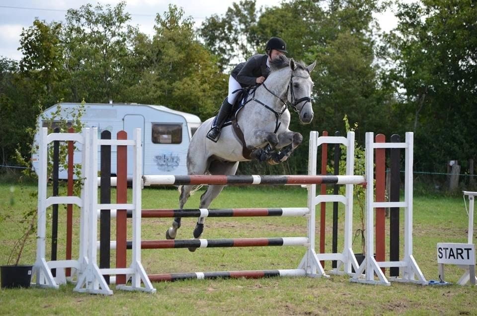 Dansk Varmblod Carneval Fever - Carneval m hans ejer billede 7