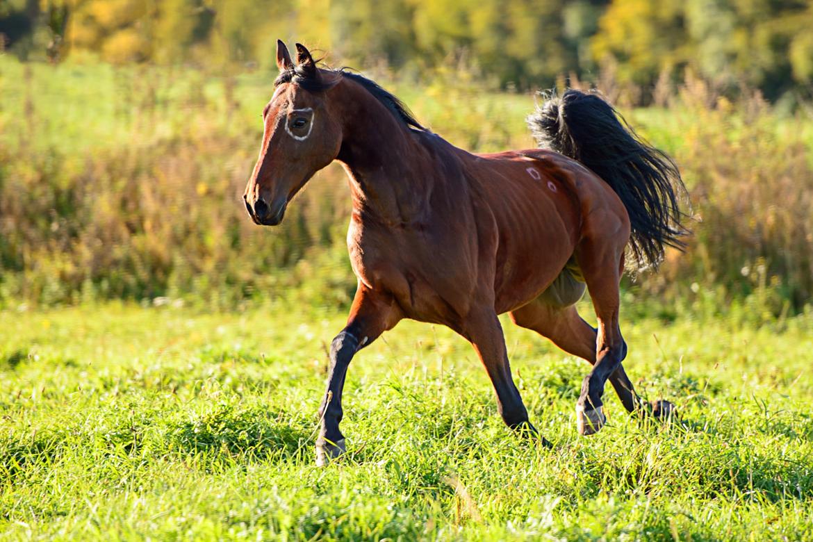 Traver Ofero Langdel *Øffe* - 2) Ofero på photoshoot. 
Sminket som Indianer hest billede 2