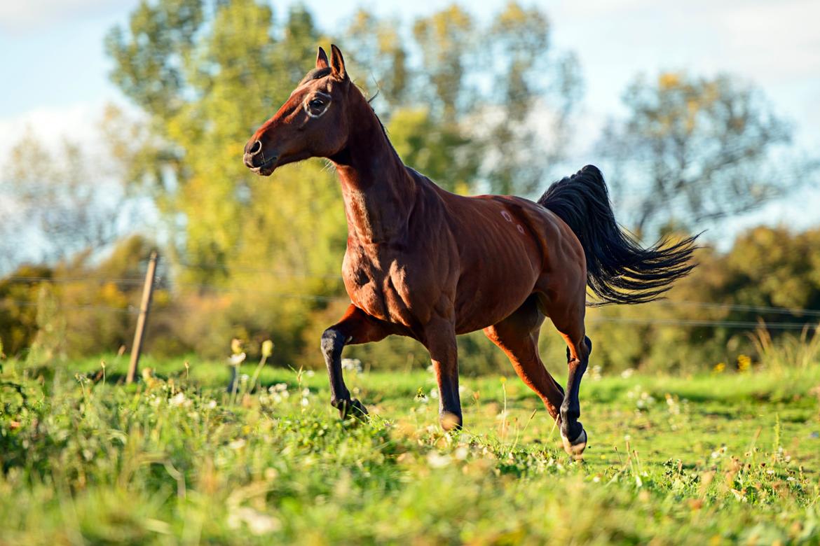 Traver Ofero Langdel *Øffe* billede 17