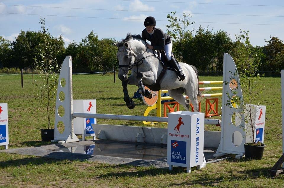 Dansk Varmblod Carneval Fever - Carneval m hans ejer billede 8