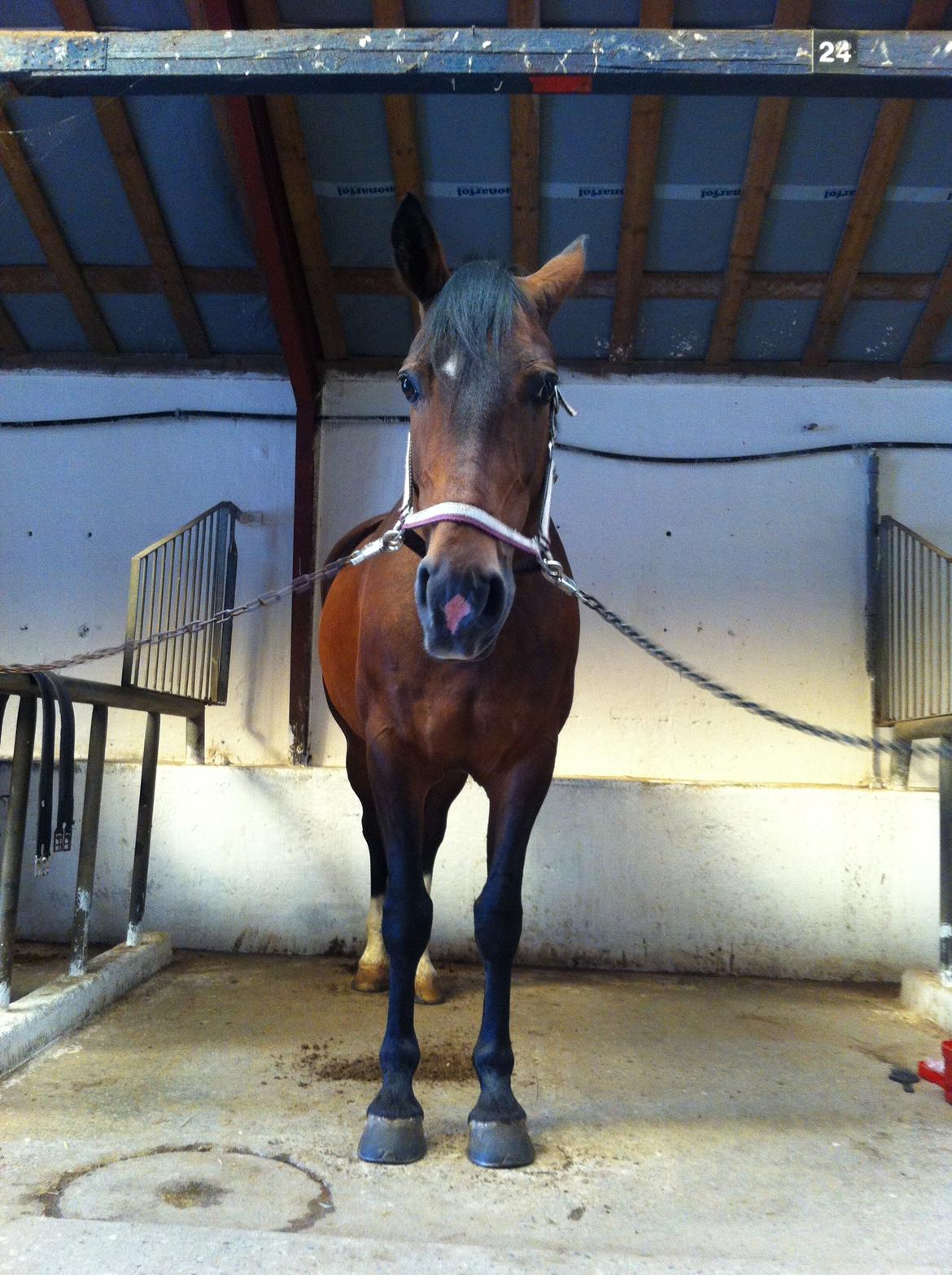 Dansk Varmblod Isabell [min part] billede 14