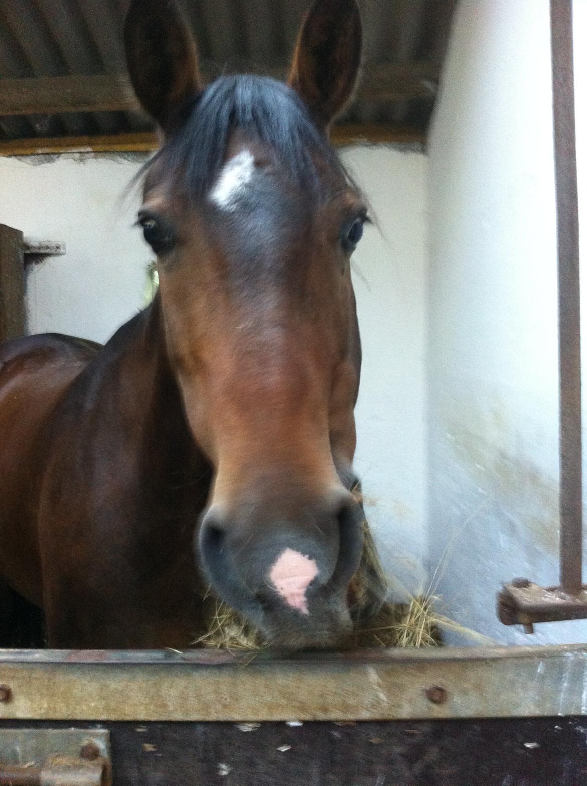 Dansk Varmblod Isabell [min part] billede 2