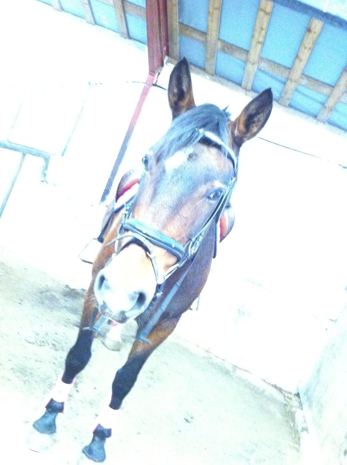 Dansk Varmblod Isabell [min part] billede 8