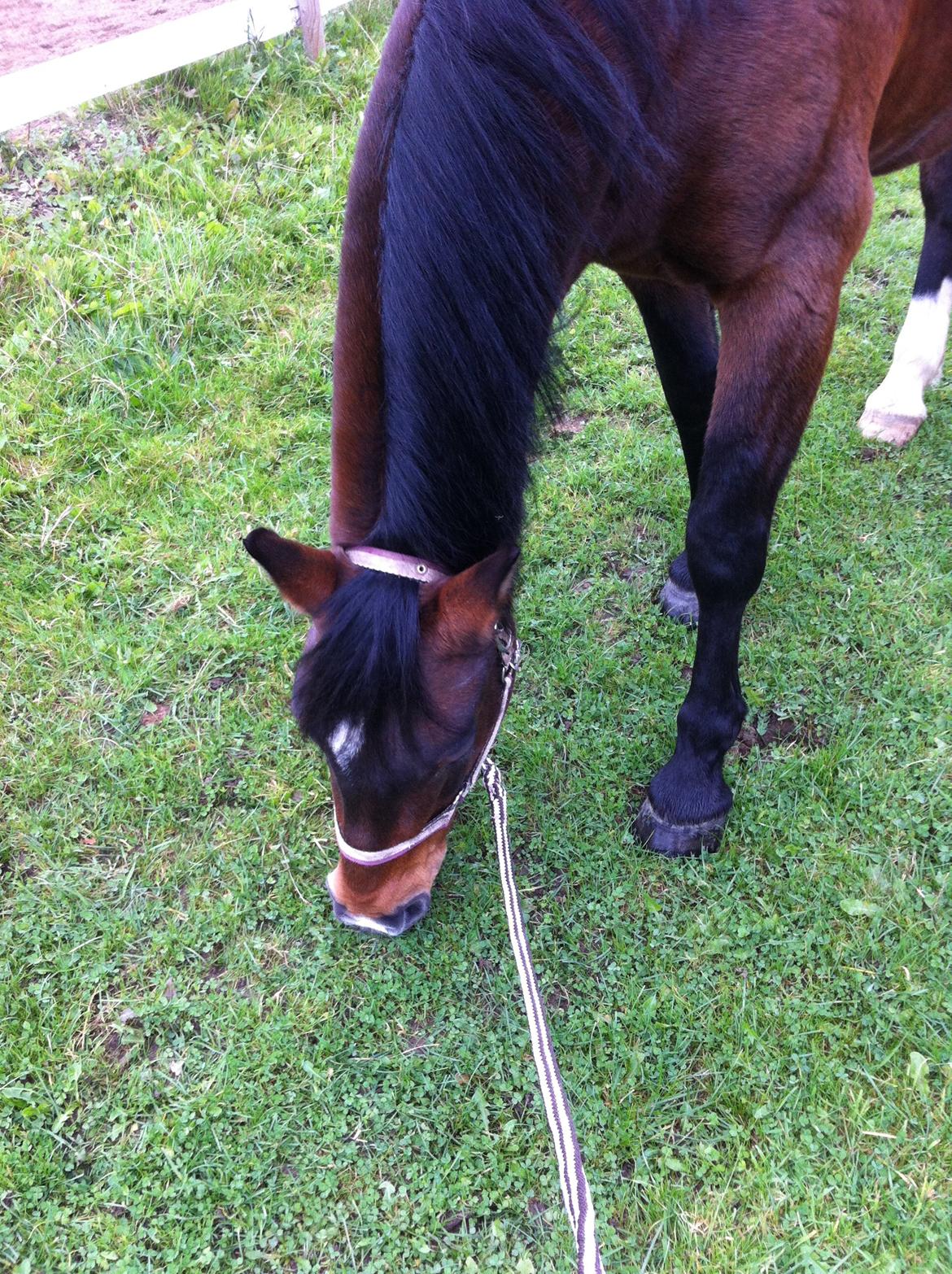 Dansk Varmblod Isabell [min part] billede 4