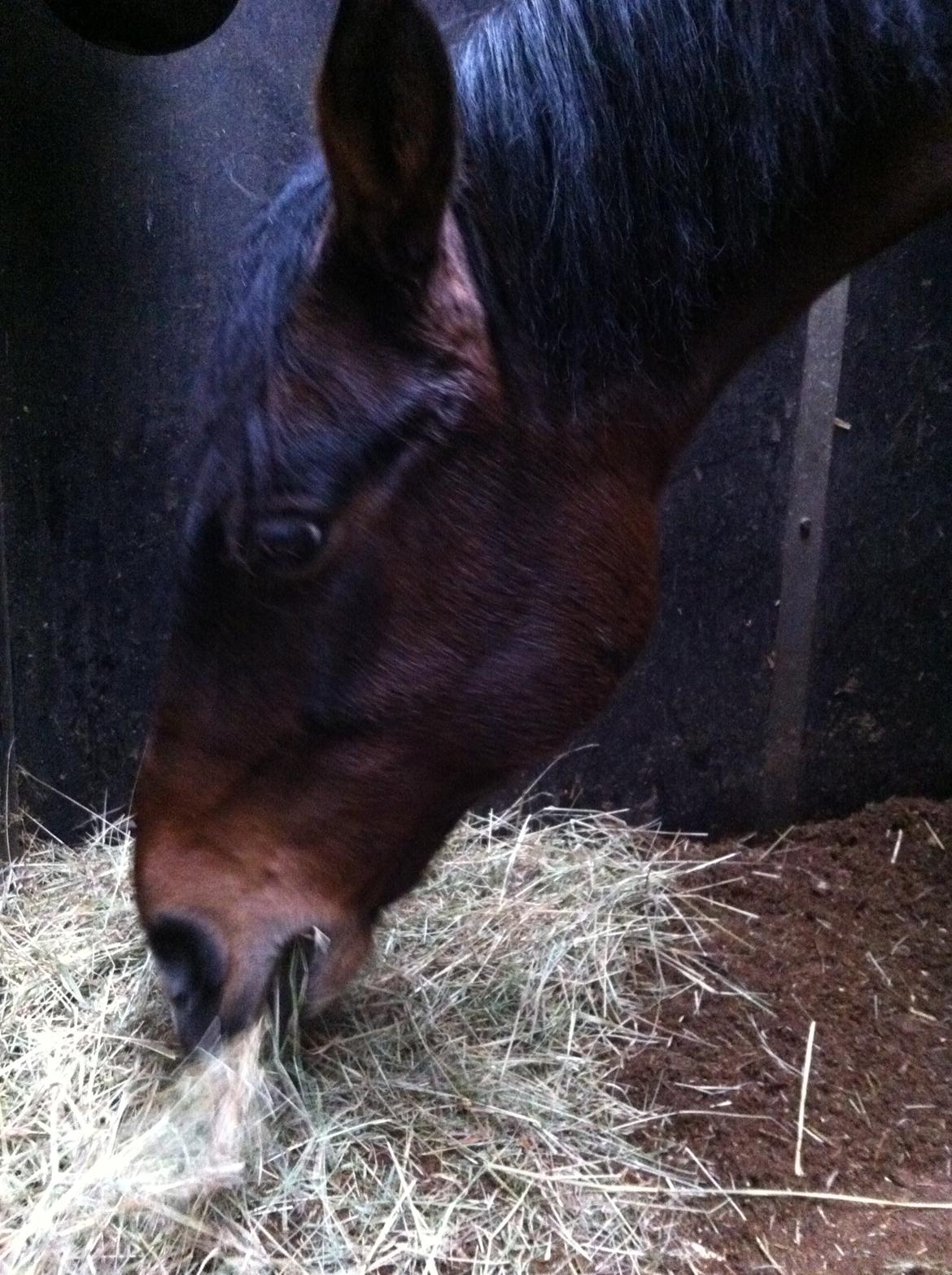 Dansk Varmblod Isabell [min part] billede 3