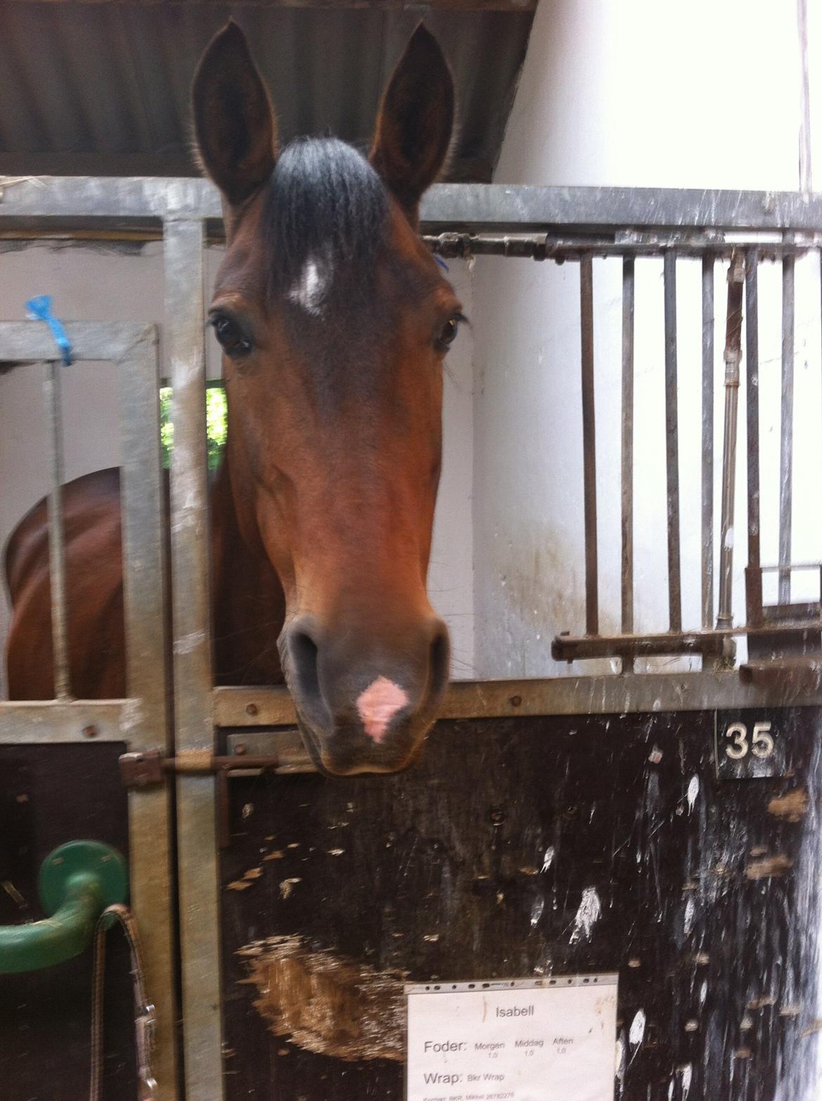 Dansk Varmblod Isabell [min part] billede 1