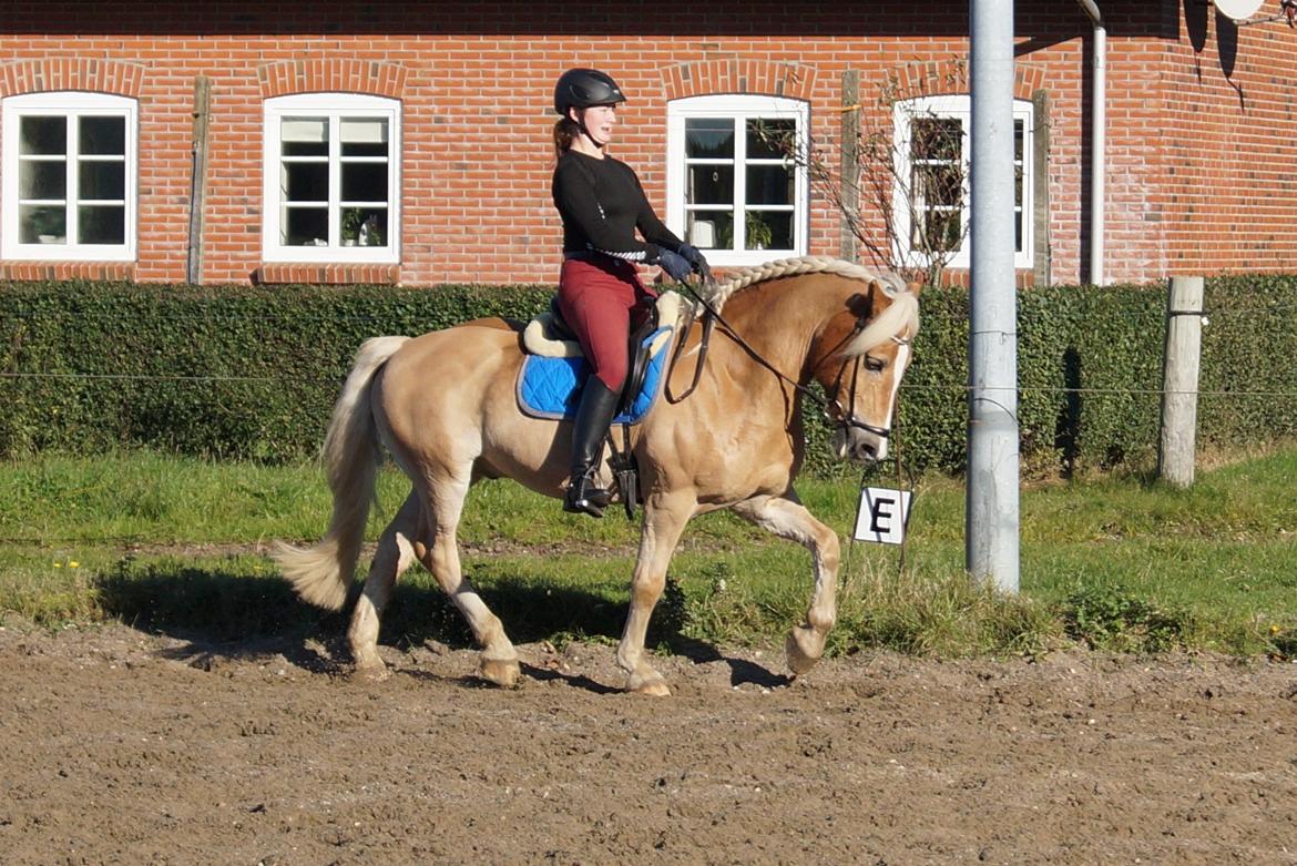 Tyroler Haflinger Story billede 43