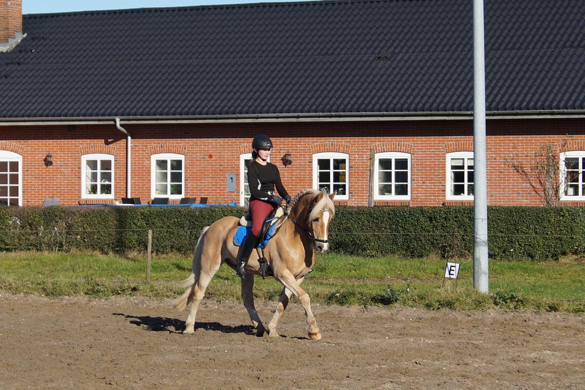 Tyroler Haflinger Story billede 45