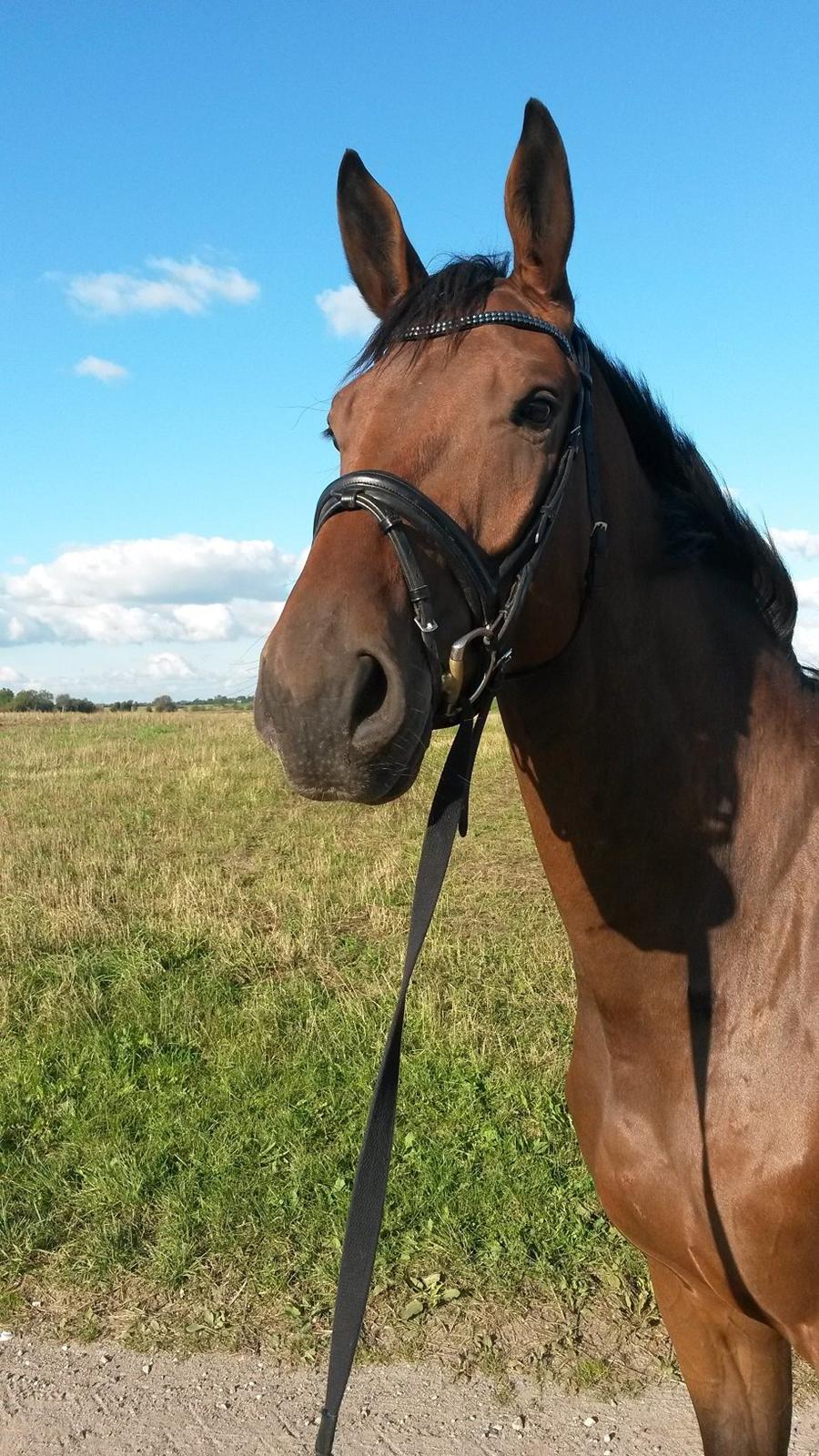 Dansk Varmblod Grevens Be Hot billede 1