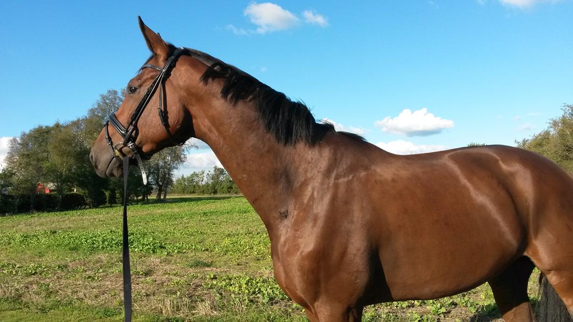 Dansk Varmblod Grevens Be Hot billede 4