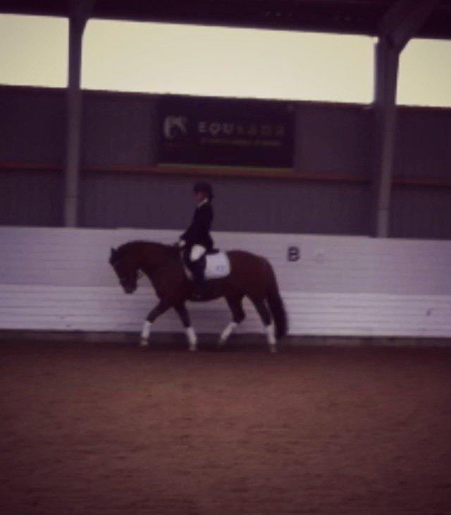 New Forest Spirit (Tidl. part) - Første stævne og første gang han var med ude til stævne, han var fantastisk <3  billede 19