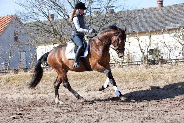 Oldenborg Sørålunds Nanto billede 3