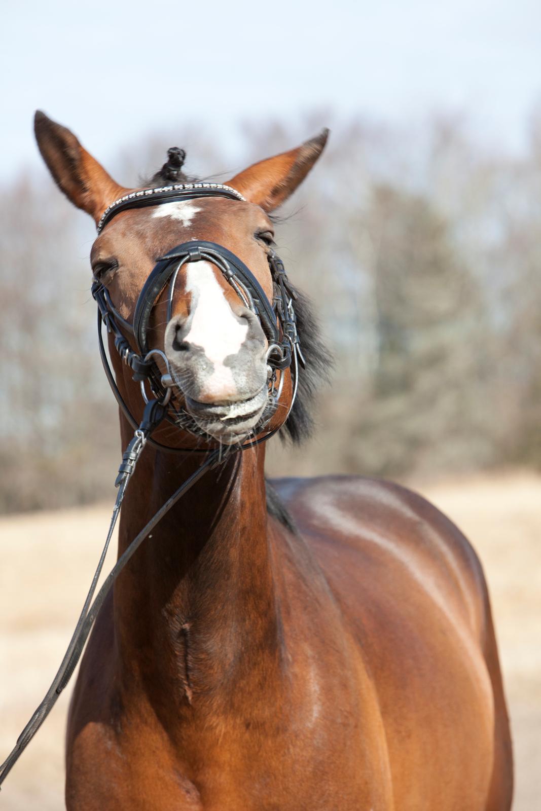 Oldenborg Sørålunds Nanto - Fik ham lige på det helt perfekte tidspunkt<3  billede 6