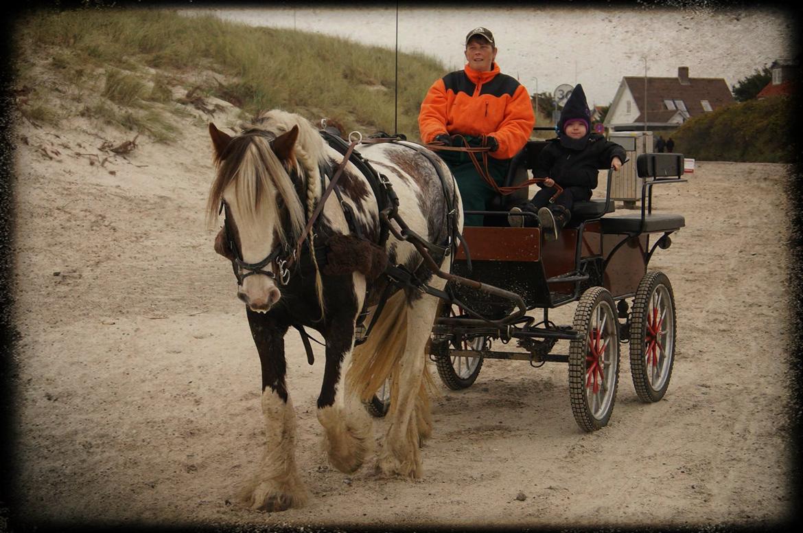 Irish Cob My Own Casmina billede 22