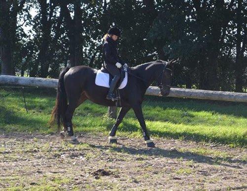 Anden særlig race New princess billede 15