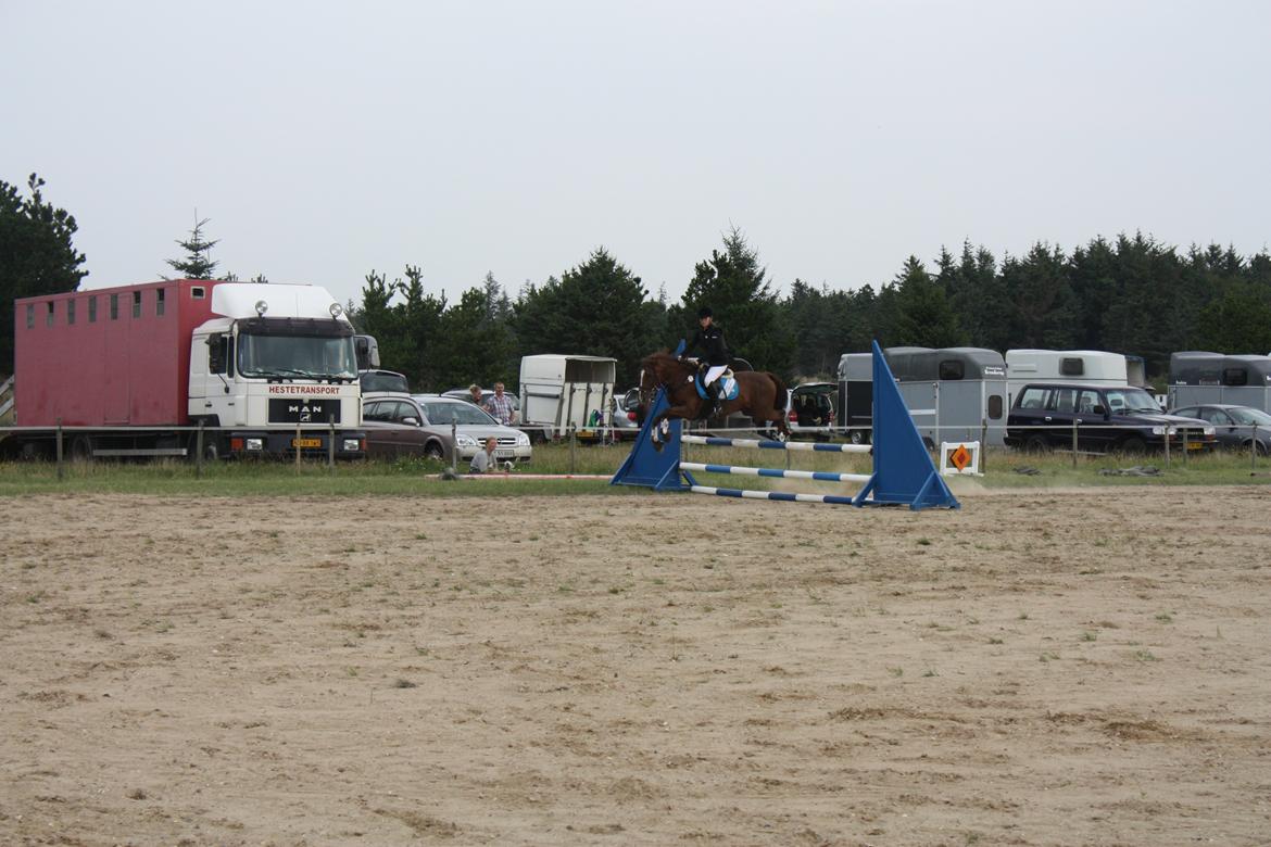 Anden særlig race Sir Ivanhoe - Hundborg Rideklub
LD  billede 6