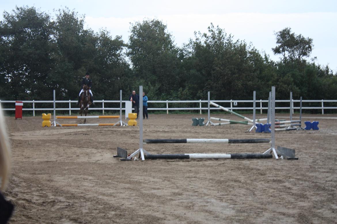 Anden særlig race Sir Ivanhoe - Næstildgård sportsrideklub
ULF billede 3