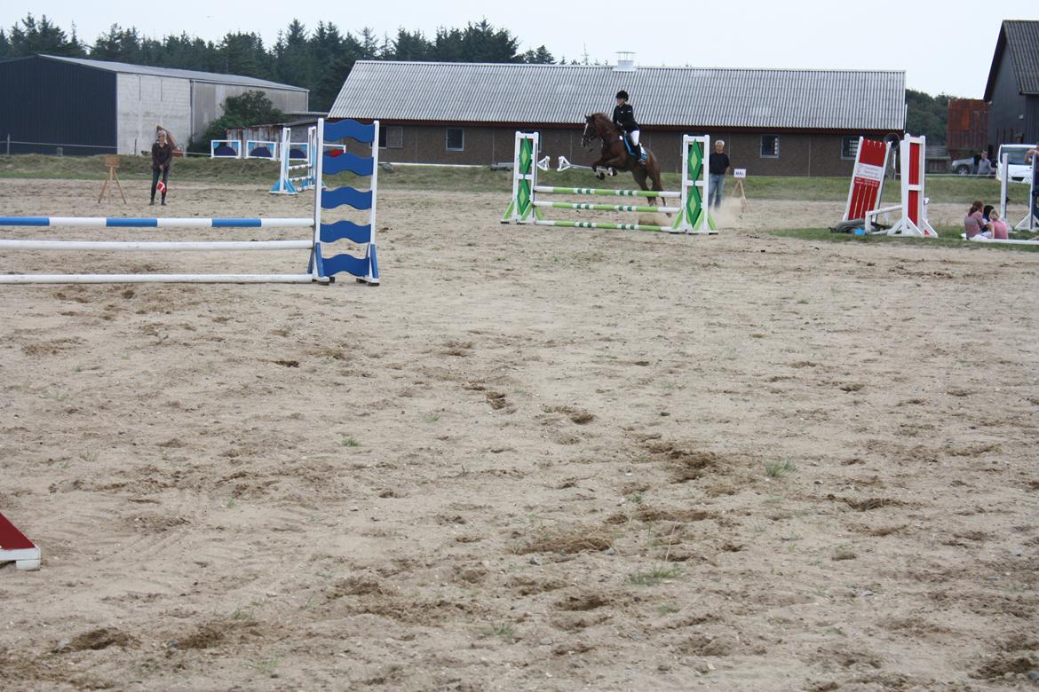 Anden særlig race Sir Ivanhoe - Hundborg Rideklub - LD billede 5